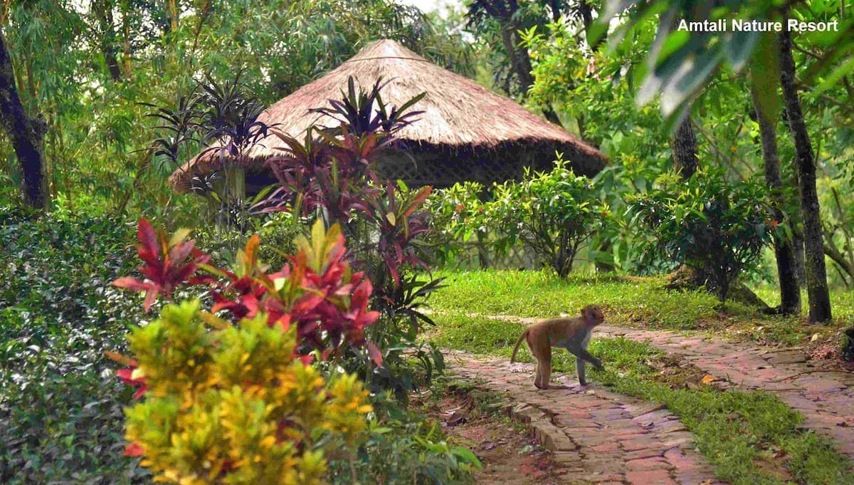 Thatched conical garden gazebo with latticed sides set among red and yellow croton shrubs, a monkey crossing the brick path in the foreground