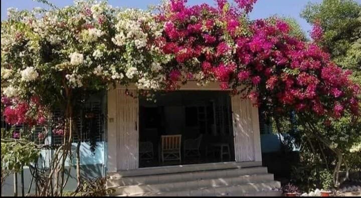Covered porch entrance draped in white and magenta bougainvillea, with wicker chairs visible inside