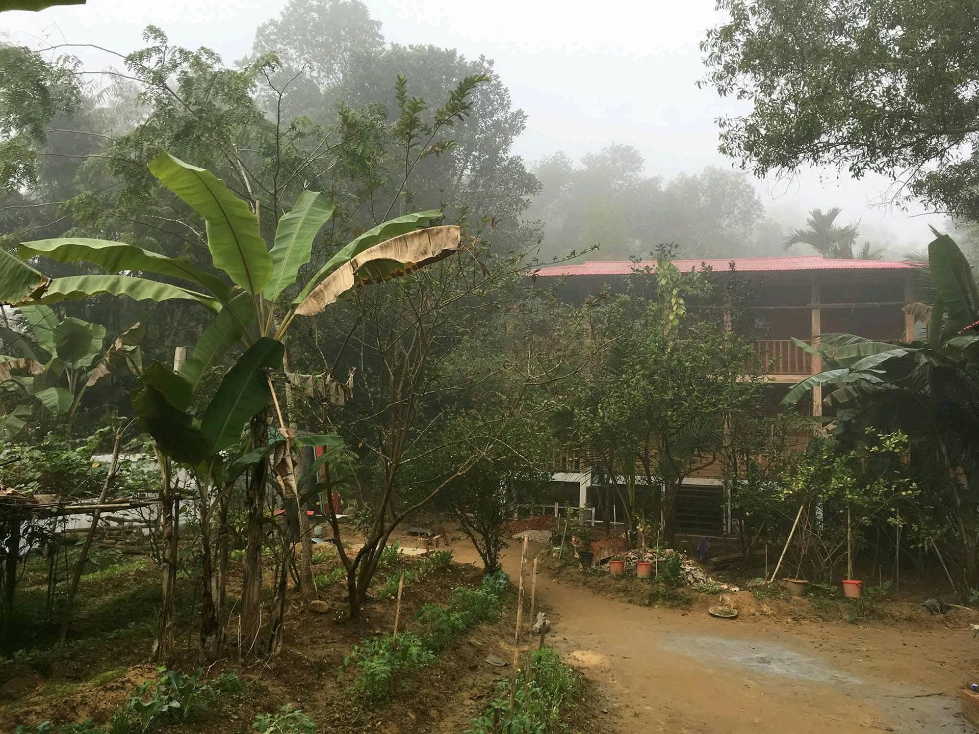 The homestay seen from the approach track on a foggy morning — a long two-storey timber building with a red corrugated roof and open upper veranda, standing behind banana palms and young fruit trees on newly cleared earth