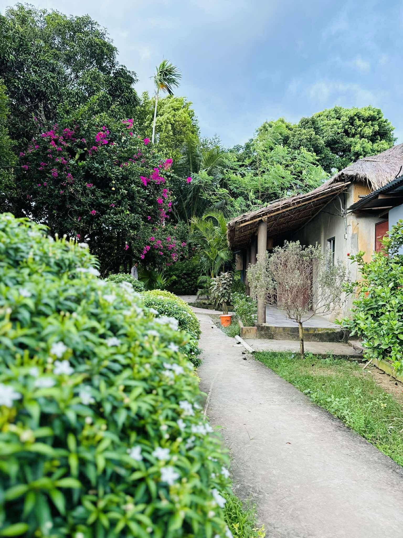 Garden path bordered by dense hedges and blooming magenta bougainvillea leading to a thatched-roof cottage building with a covered veranda