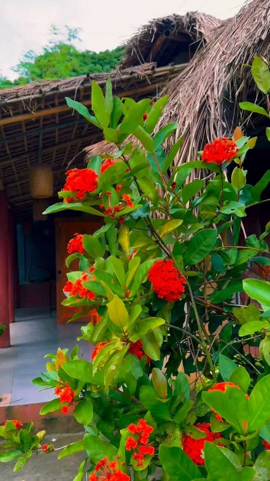 Bright red ixora flowers in bloom in the foreground, with a thatched-roof cottage building and a hanging basket lamp visible behind